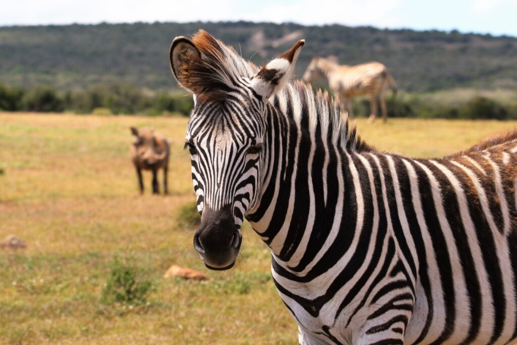 Zebra representando a origem da frase deu zebra